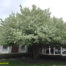 Gloria Jones Memorial Tree planted shortly after her death